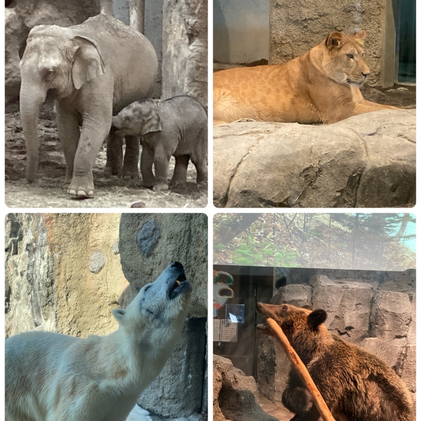「旭山動物園」に帰ってきた『ホクト』と「円山動物園」に行った『イト』に会いに行きませんか？