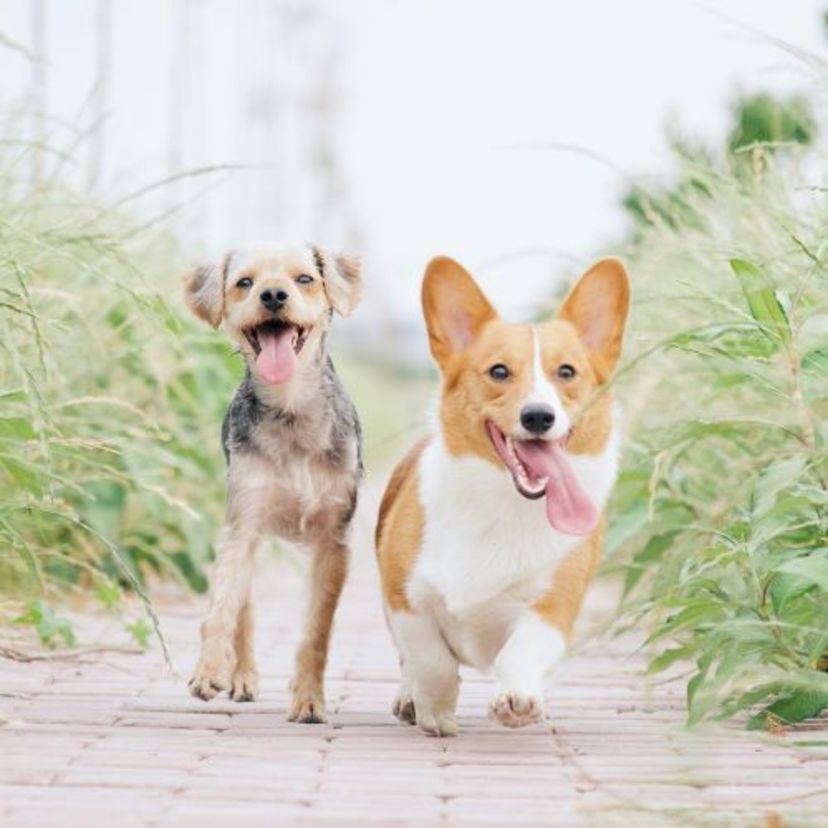 【5月25日】KYOKUSHIN BOW WOW DAY～愛犬との仲を深める1日～