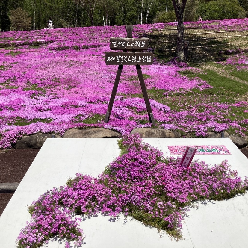 今が満開　旭川から【滝上町】芝ざくらまつり2024に行ってきた!