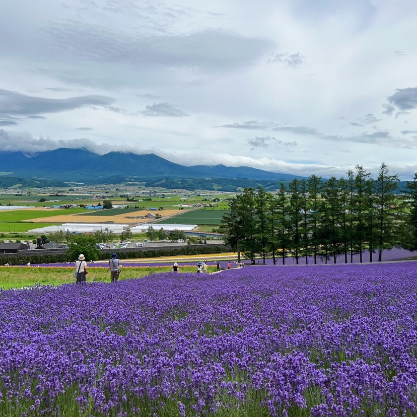 【美瑛/富良野】おすすめスポット！旭川からラベンダー畑へドライブ旅行