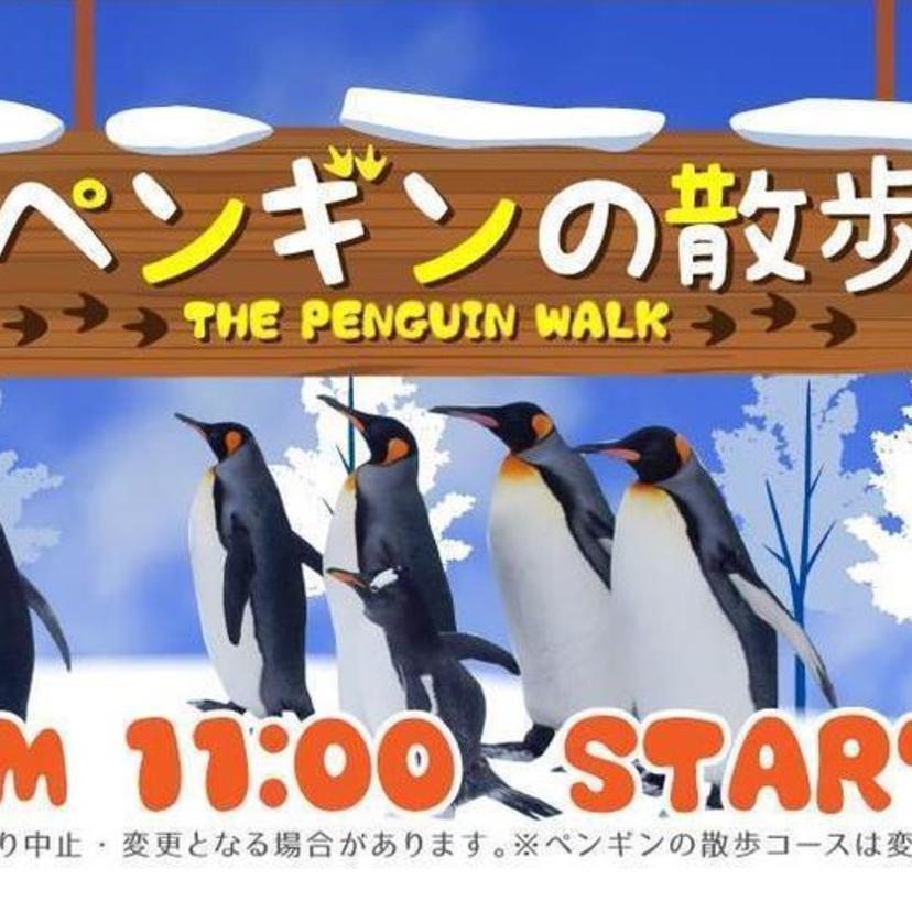 【旭山動物園】「ペンギンの散歩」について：3月2日から午前11時のみ