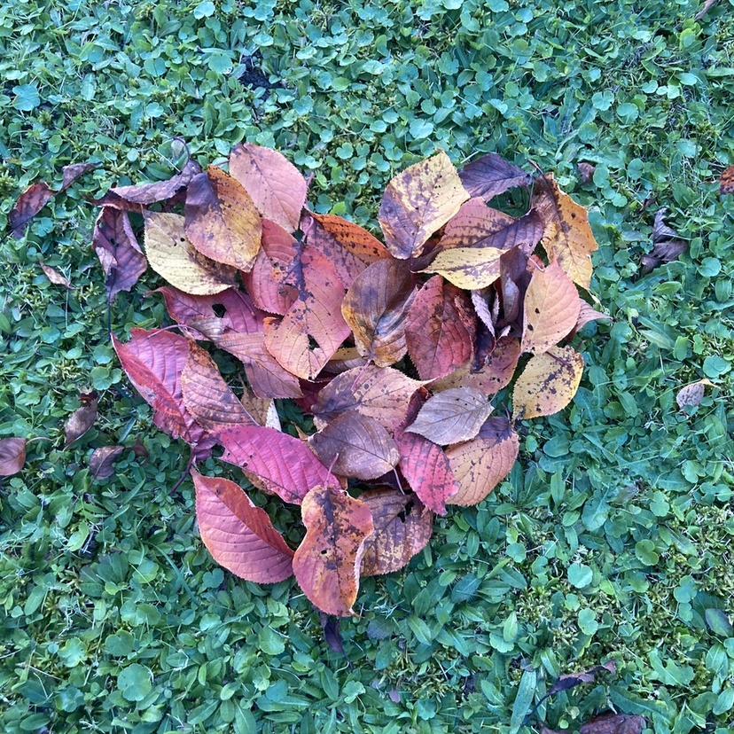 【旭川・当麻・愛別】秋を見つけに紅葉散歩