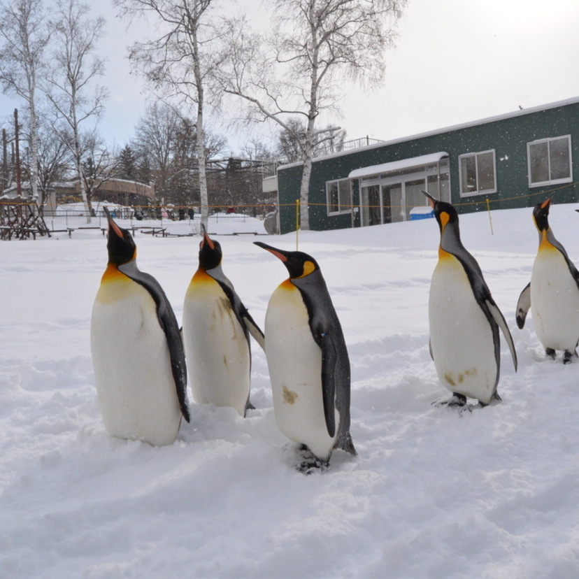 【旭山動物園】12月12日からペンギンの散歩がはじまります！