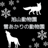 【2月8日～】旭山動物園で雪あかりの動物園開催