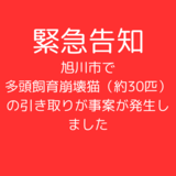 【緊急告知】旭川市で多頭飼育崩壊猫（約30匹）の引き取りが事案が発生しました