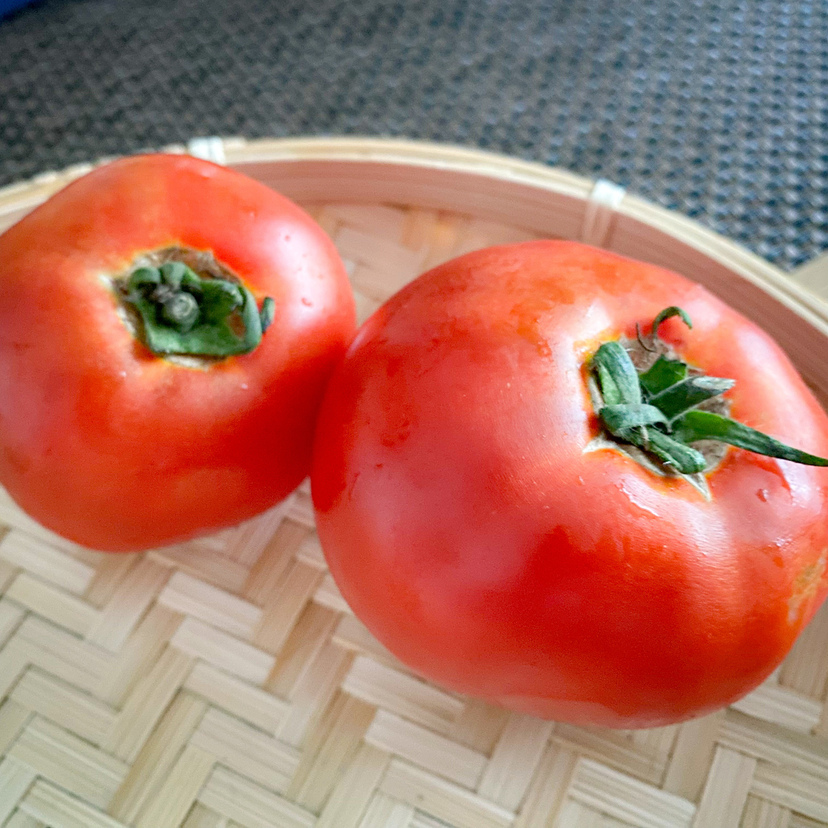 旭川市＆近郊で手に入れる！地元新鮮トマト