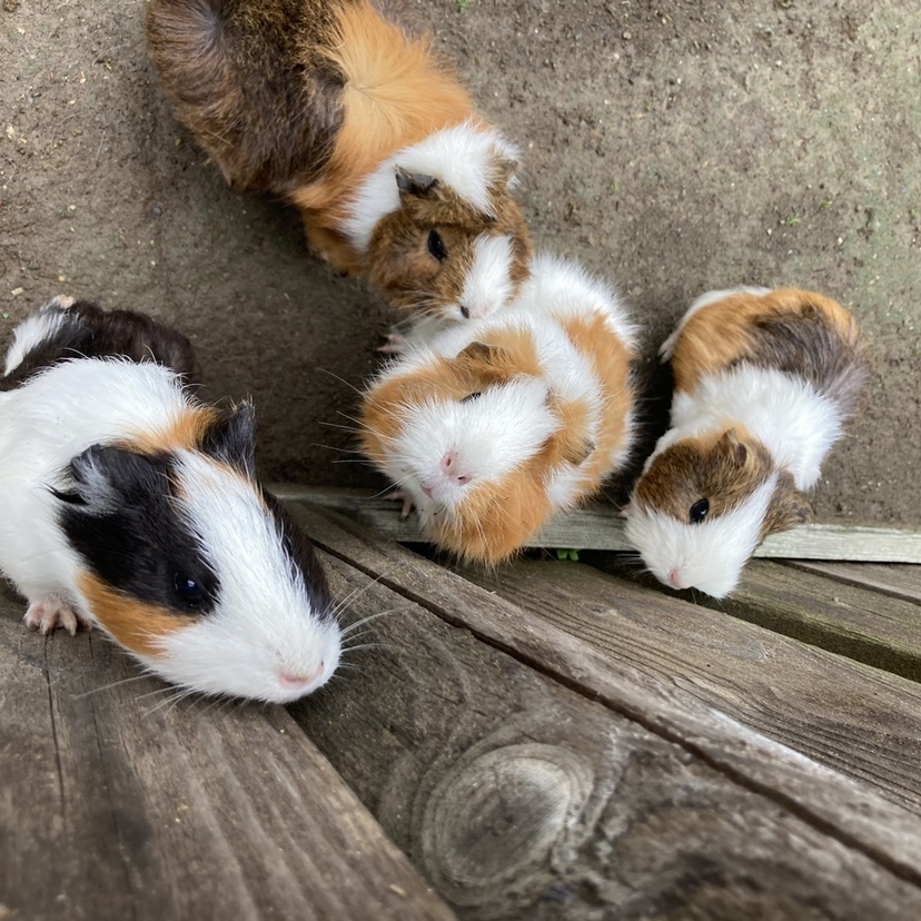 【旭川発】動物も魚も！子どもと一緒に楽しむ稚内ふれあい旅｜最北端で夏の癒し時間を