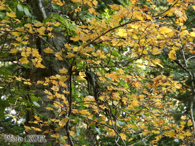 紅葉 旭川から車で１時間 美瑛白金でひと足早い秋風景を満喫 Asatan