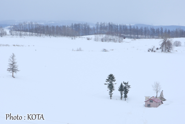 まだ撮れる】美瑛の「冬景色」撮影ガイド | asatan