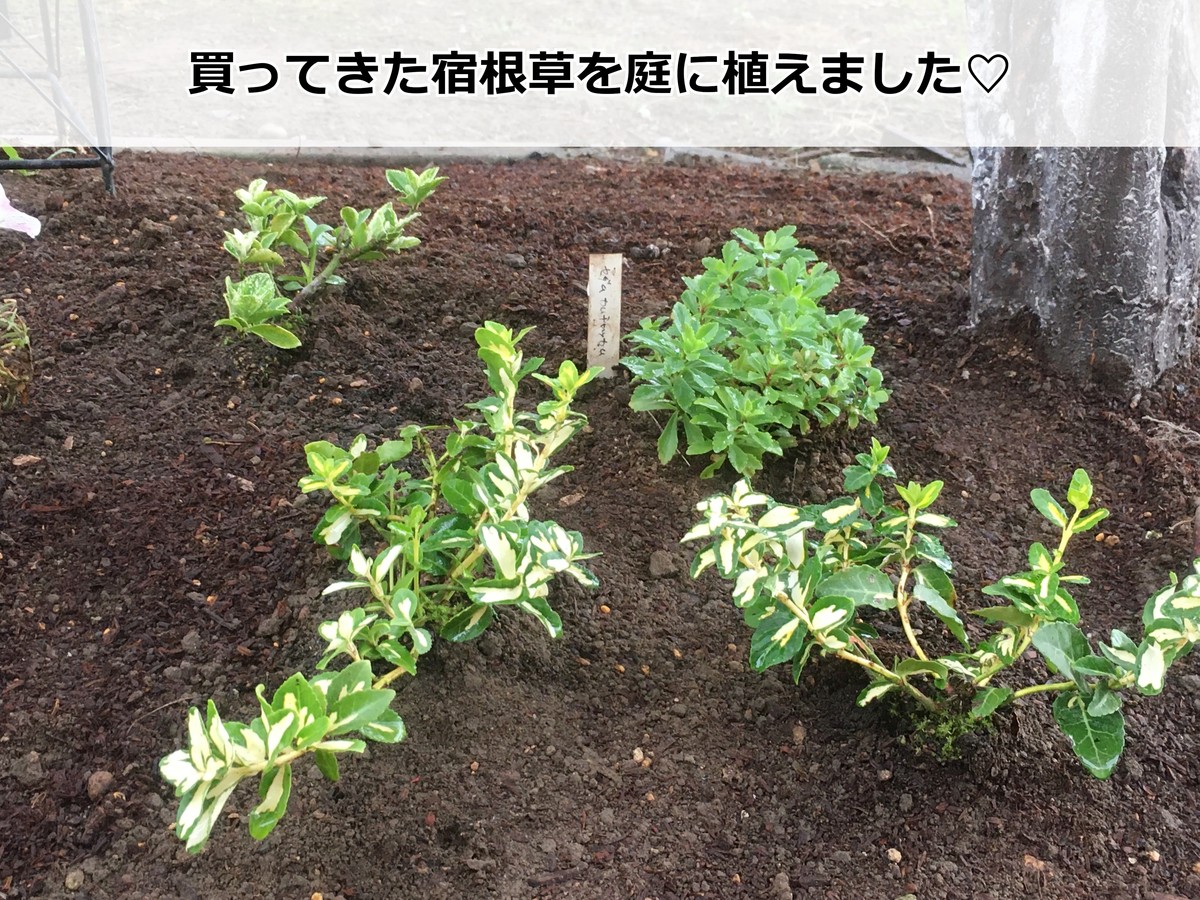 宿根草