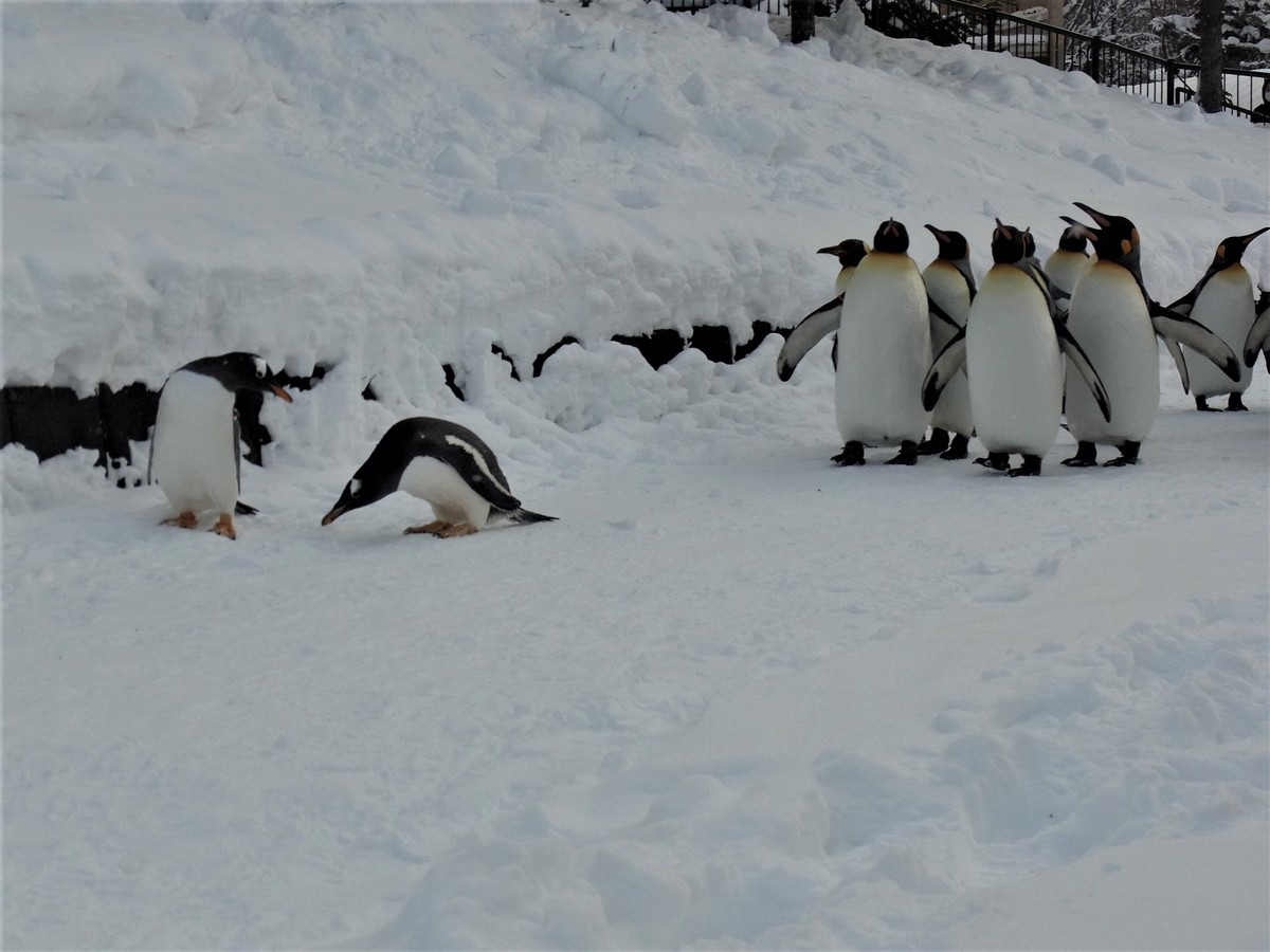 冬の旭山動物園を訪問！寒さの中で生活する動物たちの姿が興味深い asatan
